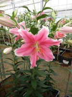 [5229 Sorbonne NES No01.JPG]